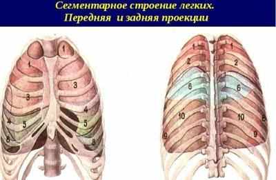 Сегменты легких