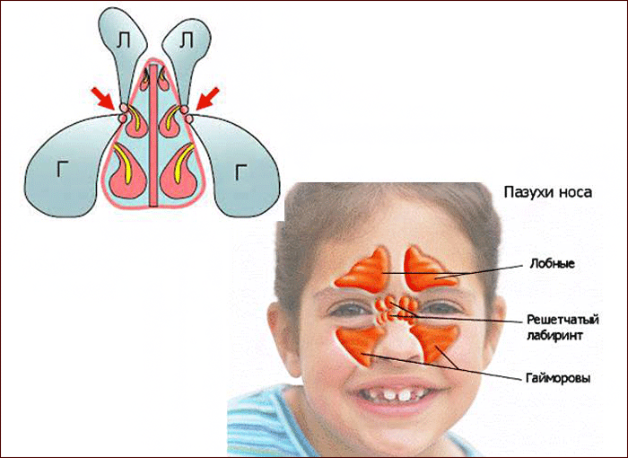 Пазухи в носу схема