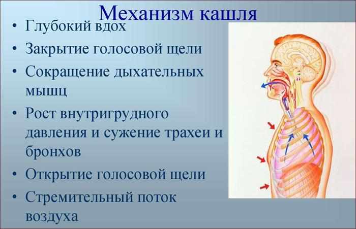 Механизм кашля