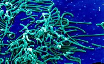 Бактерии mycoplasma pneumoniae