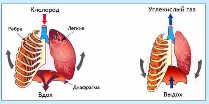 Прорцесс дыхания