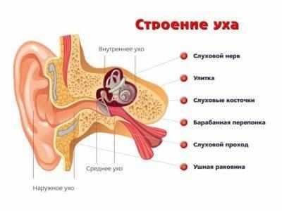 Среднее ухо