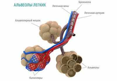 Проявление альвеолита