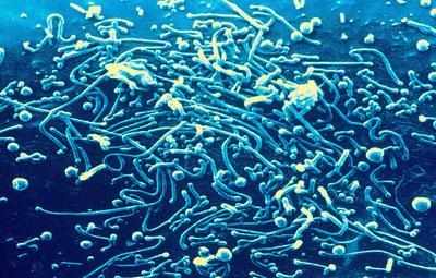Бактерии Mycoplasma pneumoniae