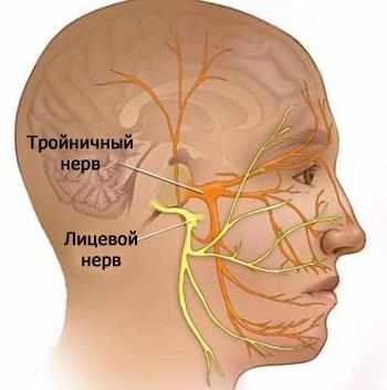 Нервы в лице
