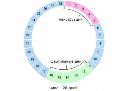 Менструальный цикл