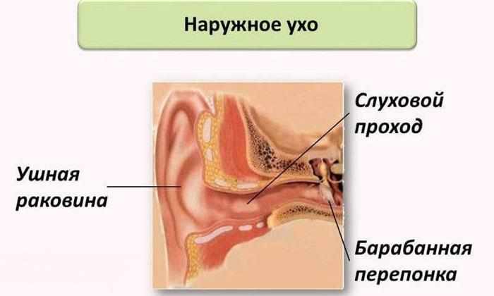Строение наружного уха