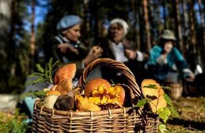 Корзина грибов