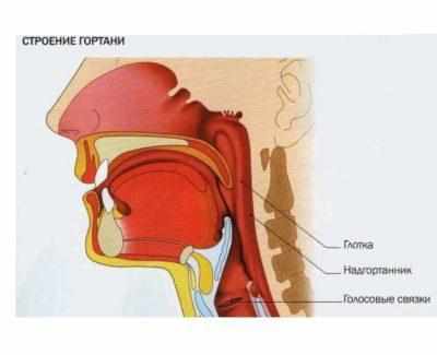 Голосовые связки