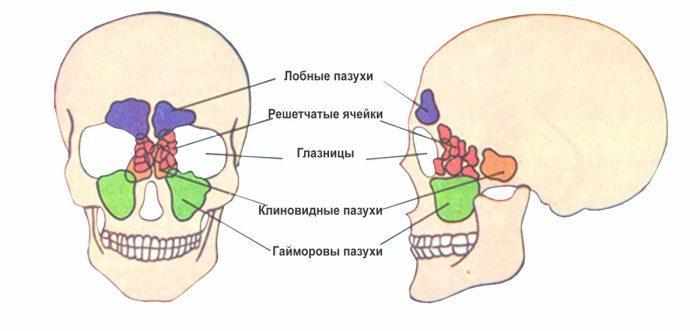Строение пазух носа