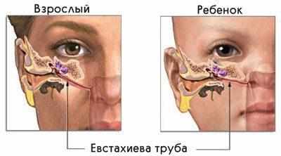 Евстахиевая труба у ребенка и взрослого