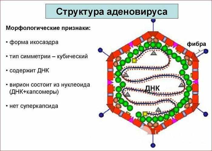 Строение аденовируса