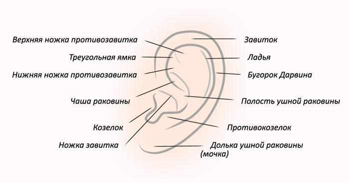 Строение ушной раковины