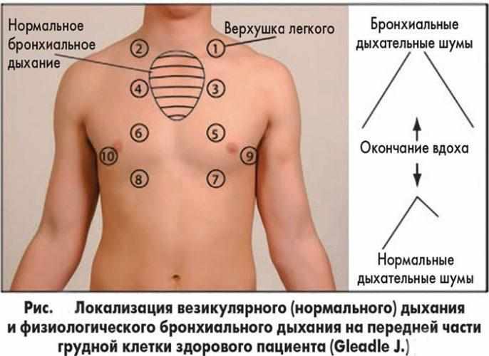Везикулярное дыхание