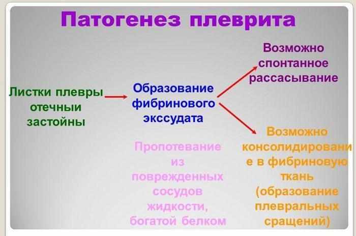 Патогенез плеврита