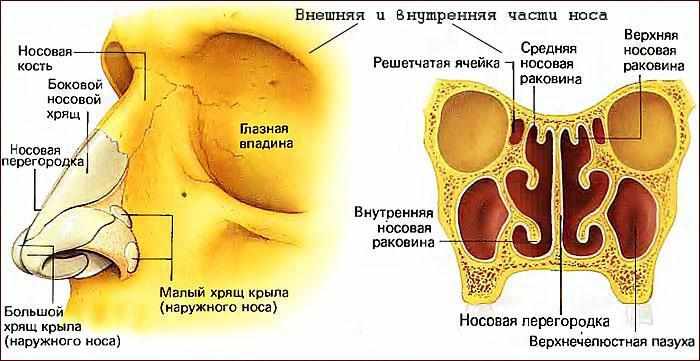 Гребень перегородки. Носовая полость строение кости. Строение носа анатомия кости. Костная перегородка полости носа анатомия. Полость носа анатомия строение кости.