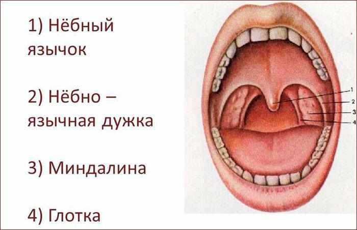 Четыре вида миндалин у человека