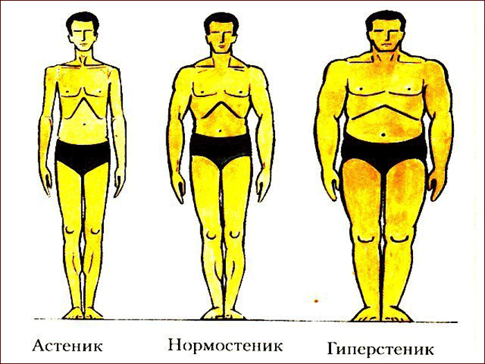 чем отличаются астеники и гиперстеники