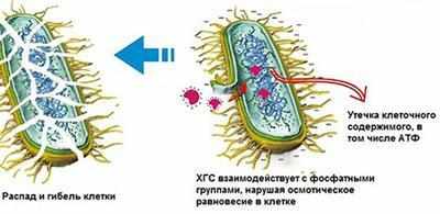 Действие хлоргексидина на микробы