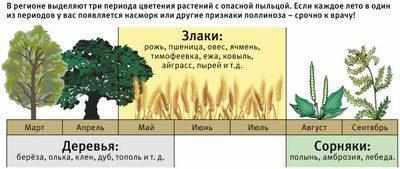 Период цветения растений