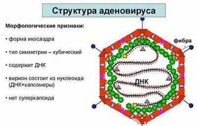 Структура аденовируса