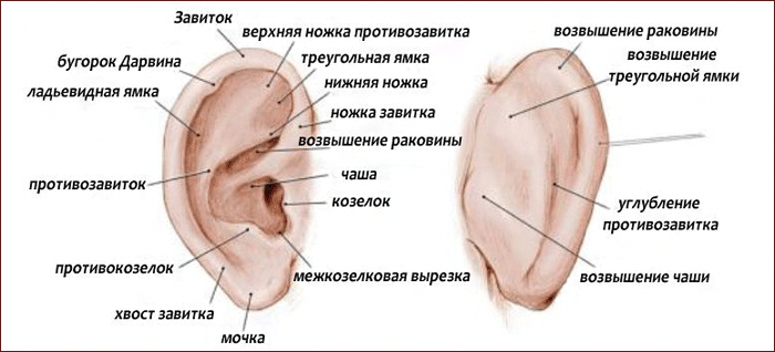 анатомия ушной раковины, бугорок Дарвина