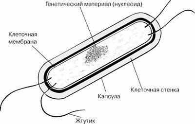 Строение палочки коха
