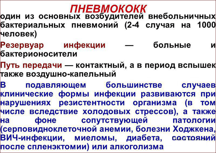 что такое пневмококк