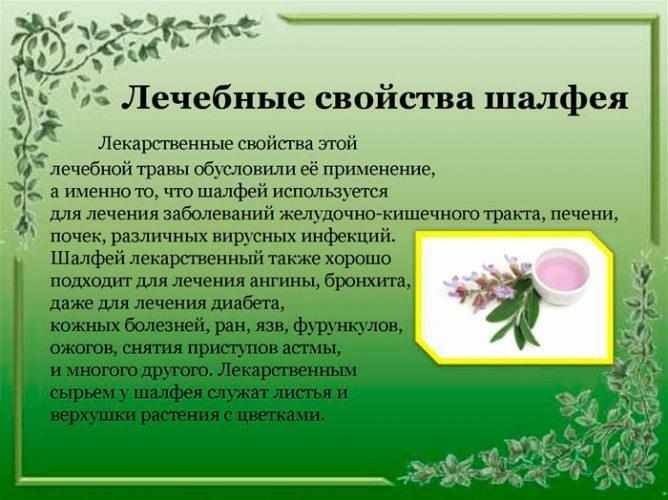 Отвар из шалфея