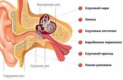 Строение уха
