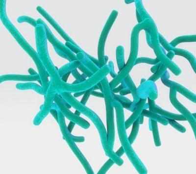 Actinomyces
