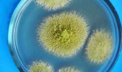 Грибки Aspergillus