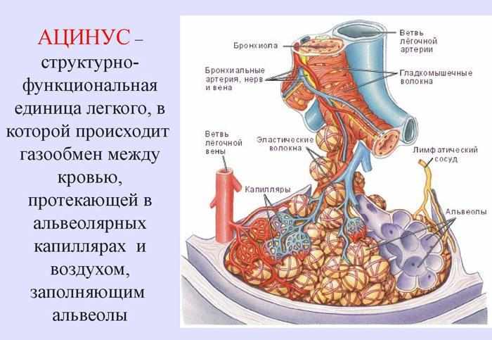 Что такое ацинус лёгкого