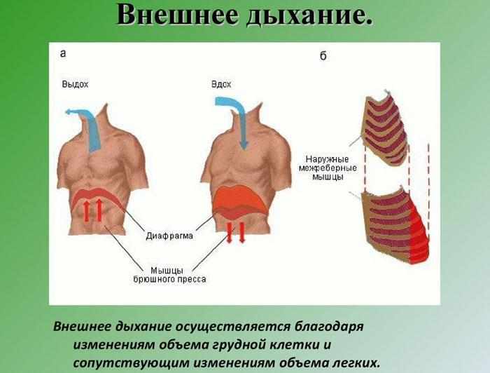 Внешнее дыхание