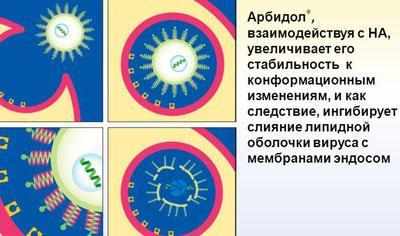 Действие арбидола