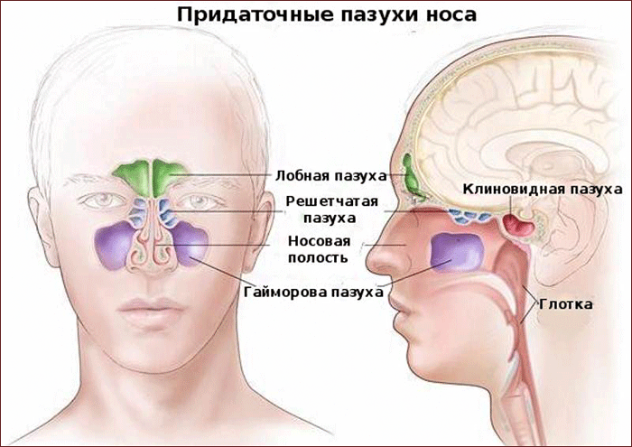 как устроены придаточные пазухи носа