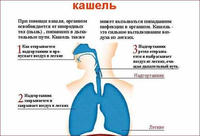 Возникновение кашля