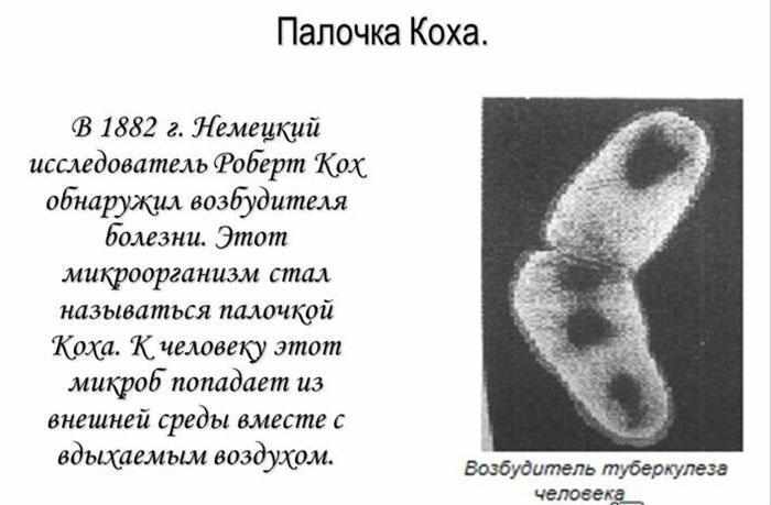 Палочка Коха