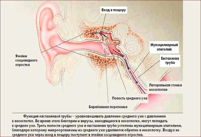 Как устроена Евстахиева труба