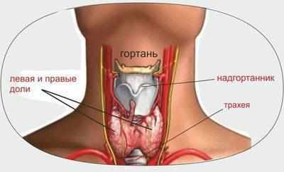 Кадык в строении гортани