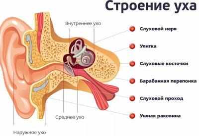 Строение уха