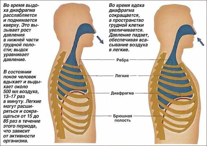 как работают легкие