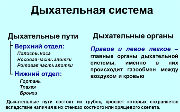 из чего состоит дыхательная система