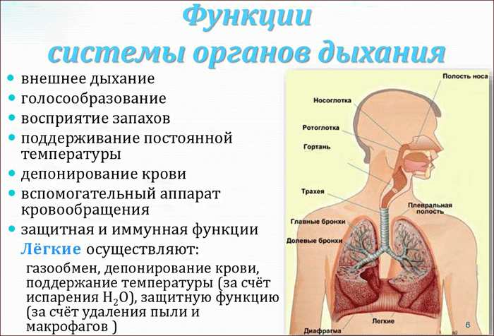 основные функции дыхательной системы