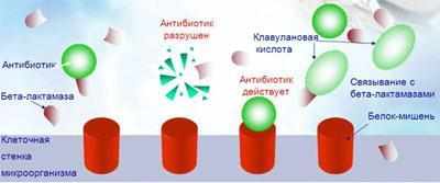 Действие амоксициллина при ангине