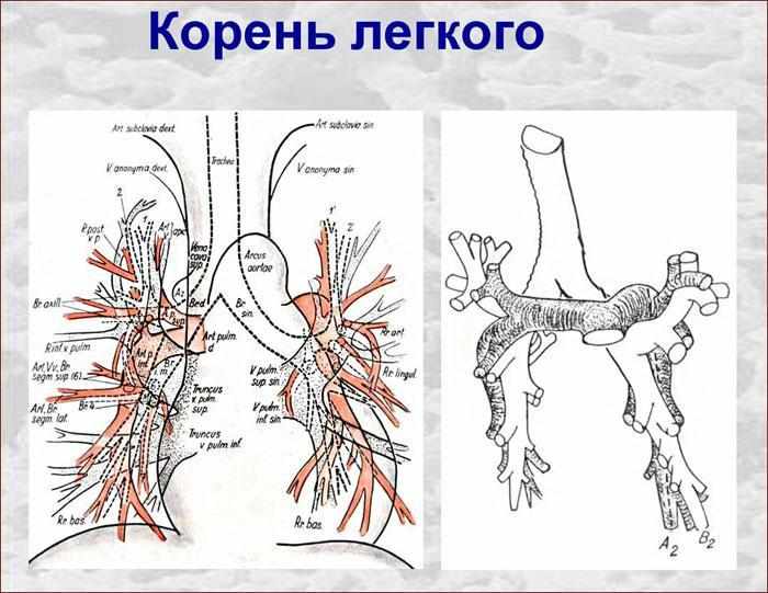 что такое корень легкого
