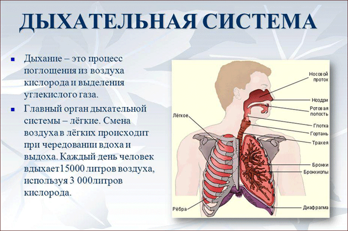 Что такое дыхательная система?