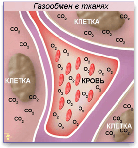 Газообмен в легких