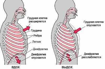 Процесс дыхания