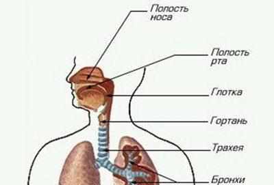 Воздухоносная система